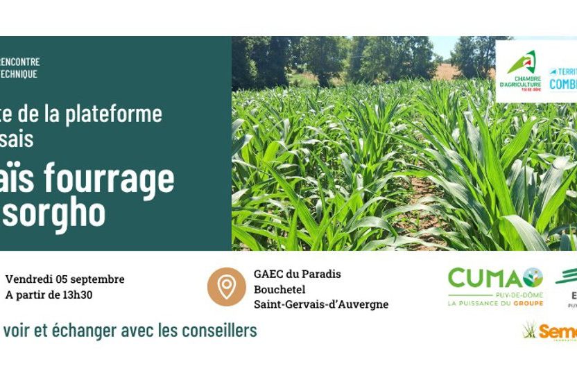 visite mais sorgho
