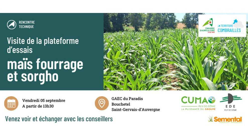visite mais sorgho